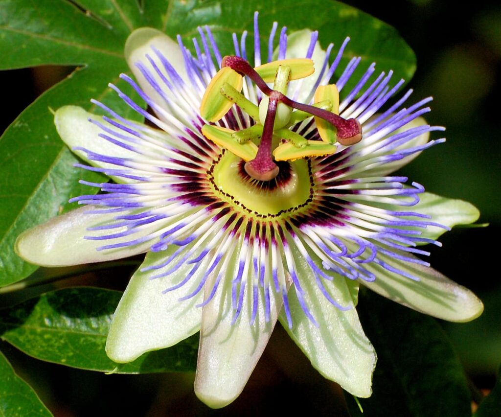 10 especies de plantas endémicas del Ecuador 